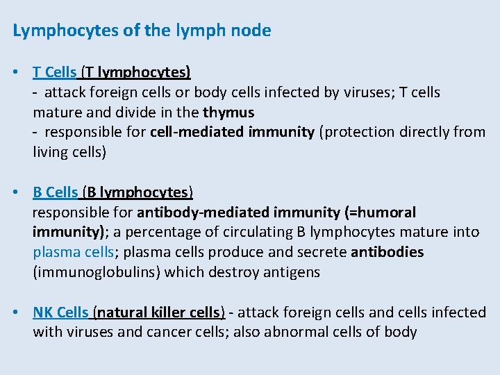 Lymphocytes of the lymph node • T Cells (T lymphocytes) - attack foreign cells