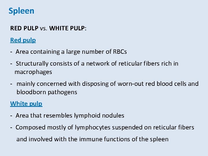 Spleen RED PULP vs. WHITE PULP: Red pulp - Area containing a large number