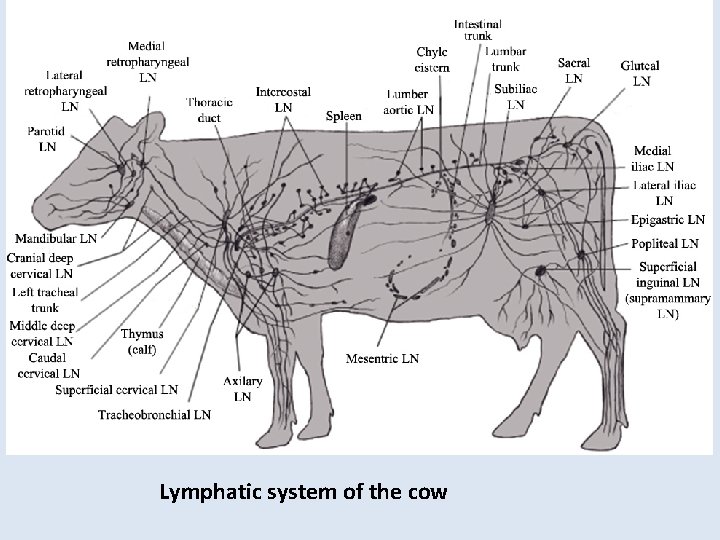 Lymphatic system of the cow 