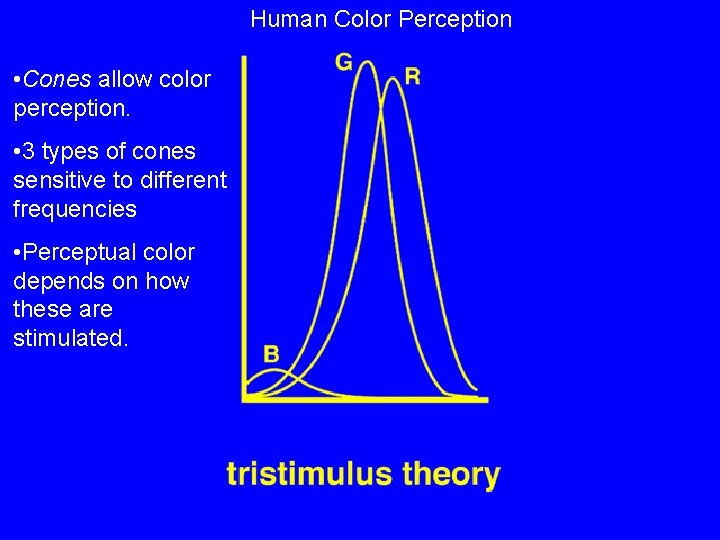 Human Color Perception • Cones allow color perception. • 3 types of cones sensitive