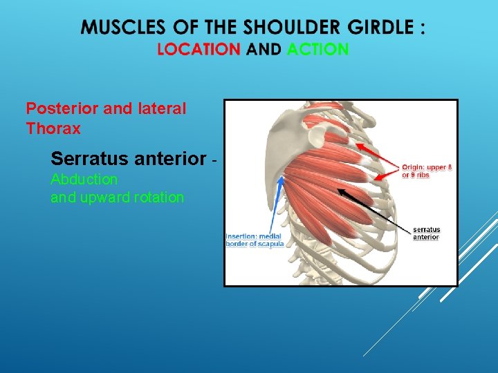 HESS 510 CHAPTER 4 THE SHOULDER GIRDLE PPT