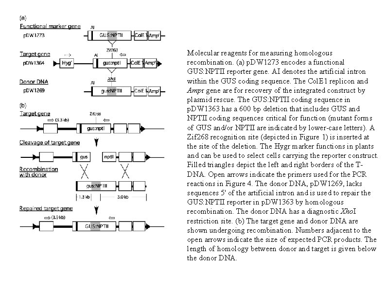 Molecular reagents for measuring homologous recombination. (a) p. DW 1273 encodes a functional GUS: