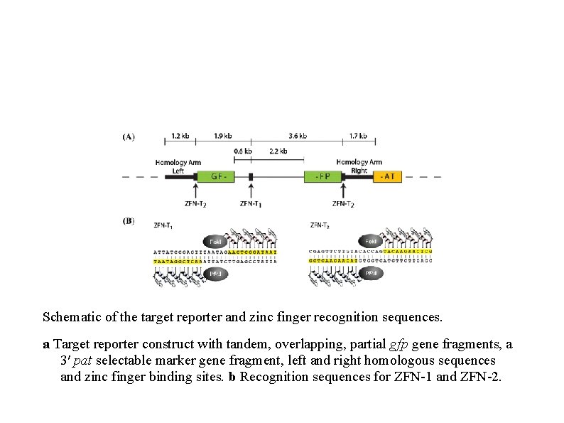 Schematic of the target reporter and zinc finger recognition sequences. a Target reporter construct