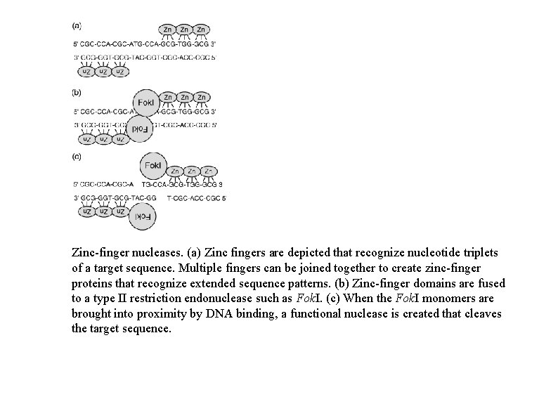 Zinc-finger nucleases. (a) Zinc fingers are depicted that recognize nucleotide triplets of a target