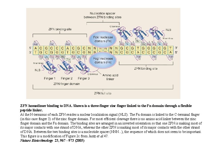 ZFN homodimer binding to DNA. Shown is a three-finger zinc finger linked to the