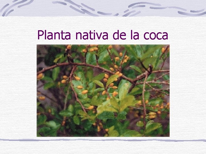 Planta nativa de la coca 