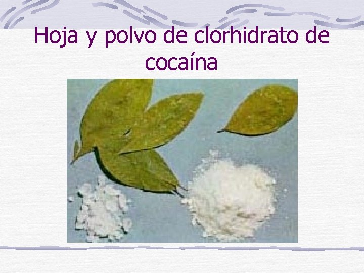 Hoja y polvo de clorhidrato de cocaína 