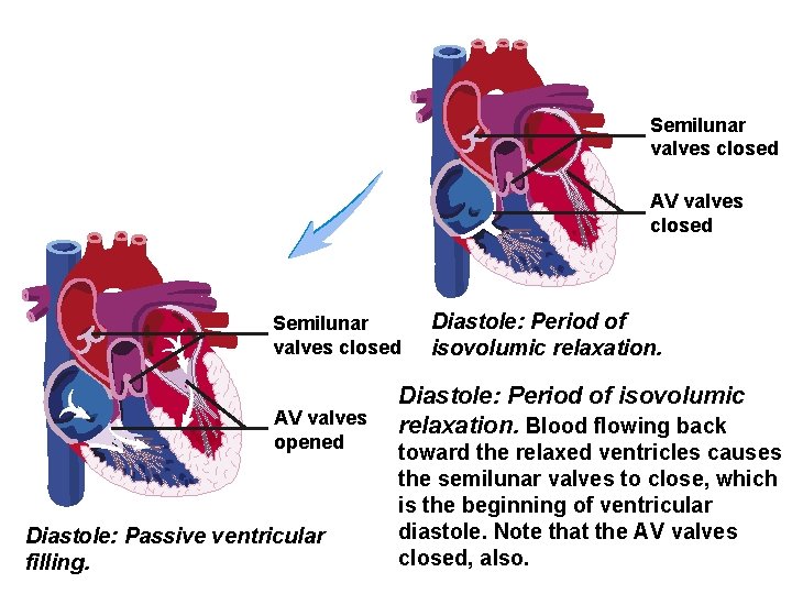 Semilunar valves closed AV valves closed Semilunar valves closed AV valves opened Diastole: Passive