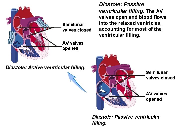 Diastole: Passive ventricular filling. The AV Semilunar valves closed valves open and blood flows