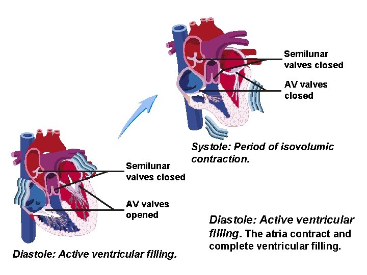 Semilunar valves closed AV valves closed Semilunar valves closed AV valves opened Diastole: Active