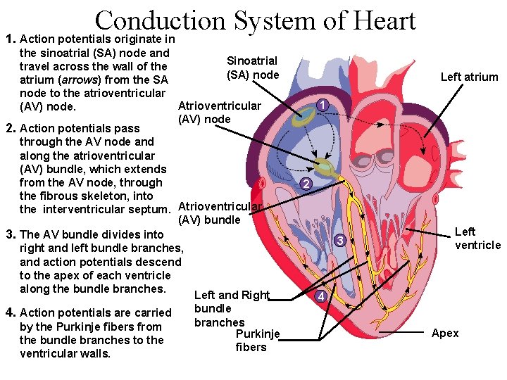 Conduction System of Heart 1. Action potentials originate in the sinoatrial (SA) node and