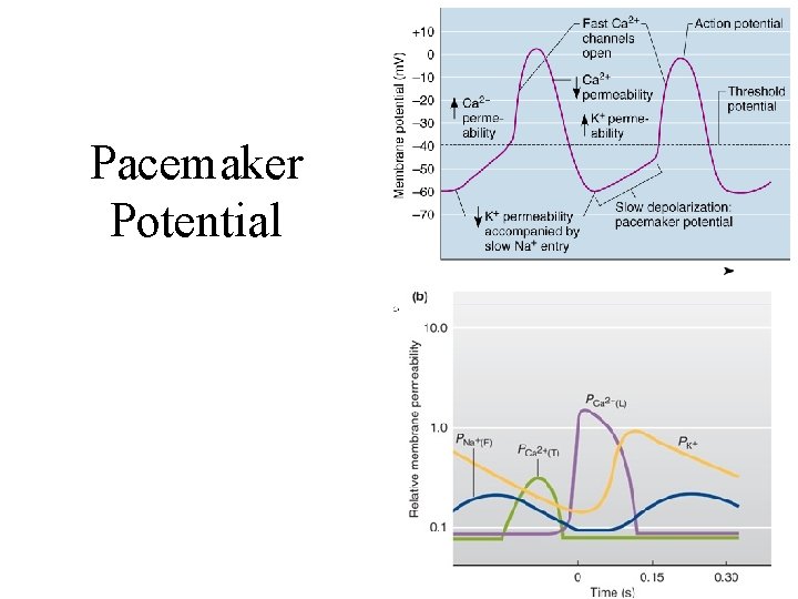 Pacemaker Potential 