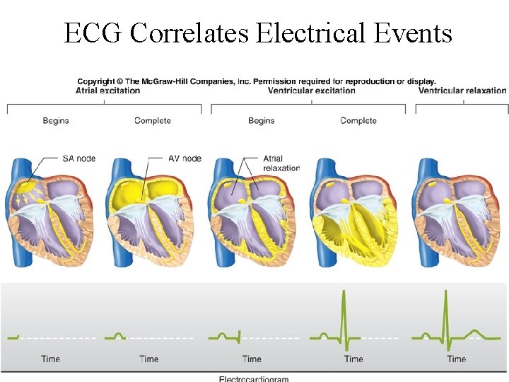 ECG Correlates Electrical Events 