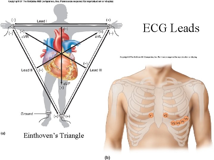 ECG Leads Einthoven’s Triangle 