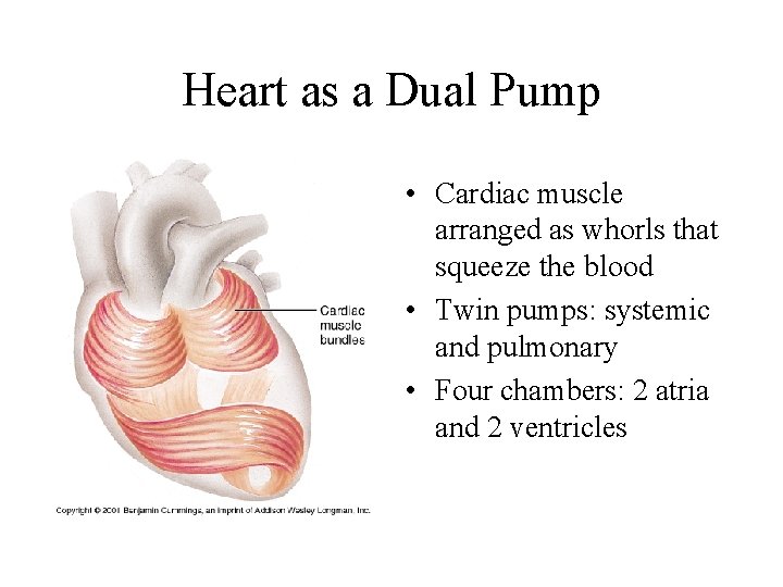 Heart as a Dual Pump • Cardiac muscle arranged as whorls that squeeze the