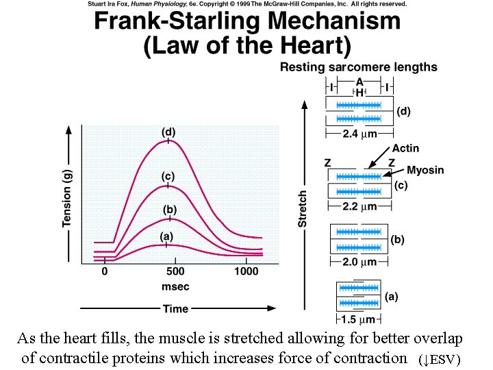 As the heart fills, the muscle is stretched allowing for better overlap of contractile
