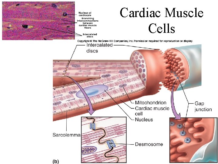Cardiac Muscle Cells 
