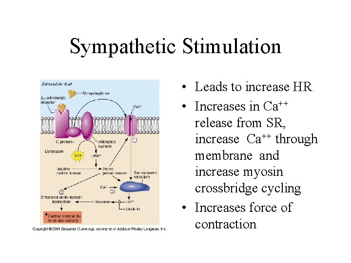 Sympathetic Stimulation • Leads to increase HR • Increases in Ca++ release from SR,
