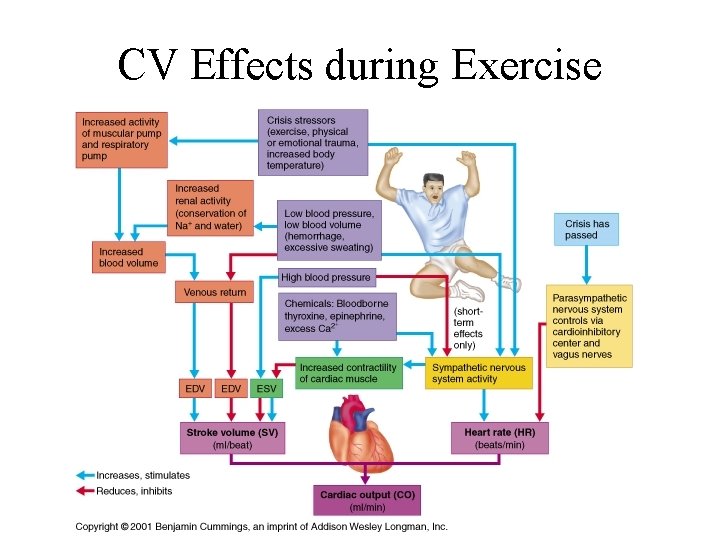 CV Effects during Exercise 