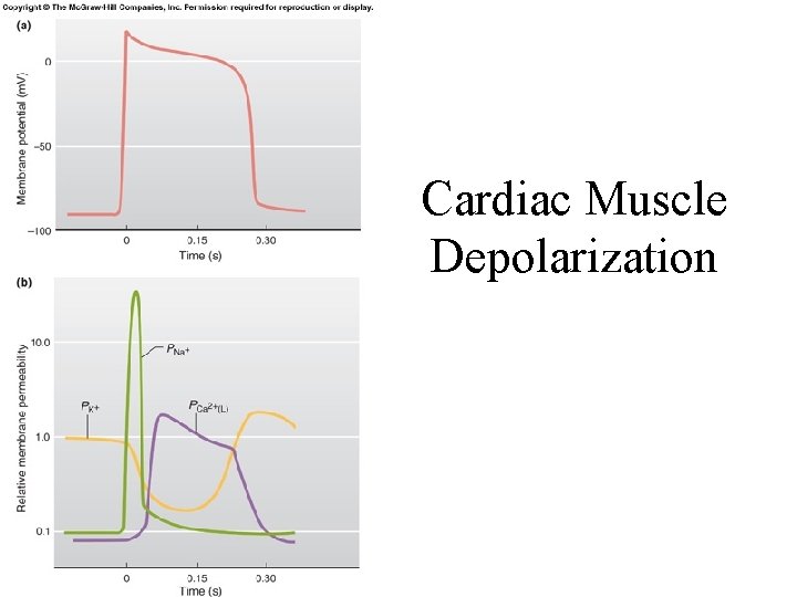 Cardiac Muscle Depolarization 