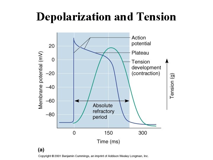 Depolarization and Tension 