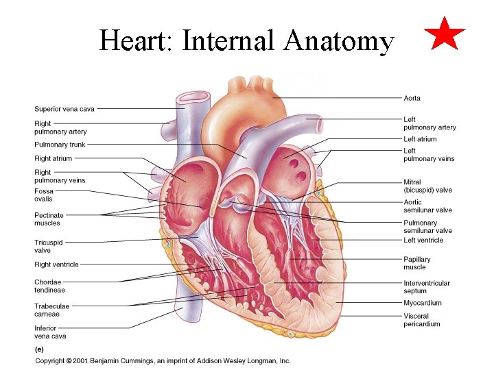 Heart: Internal Anatomy 