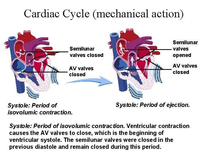Cardiac Cycle (mechanical action) Semilunar valves closed Semilunar valves opened AV valves closed Systole: