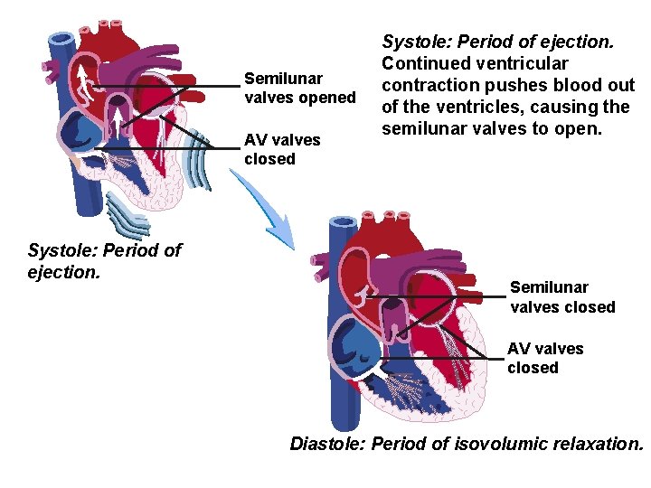 Semilunar valves opened AV valves closed Systole: Period of ejection. Continued ventricular contraction pushes