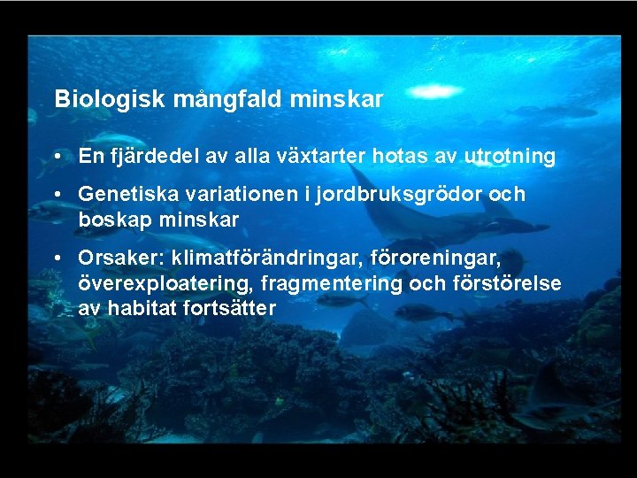 Biologisk mångfald minskar • En fjärdedel av alla växtarter hotas av utrotning • Genetiska