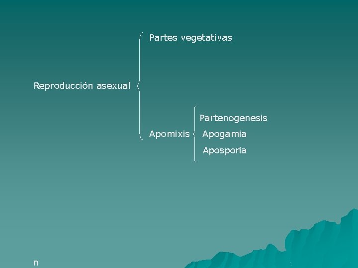 Partes vegetativas Reproducción asexual Partenogenesis Apomixis Apogamia Aposporia n 