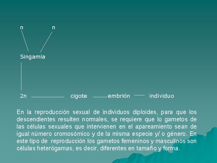 n n Singamia 2 n cigote embrión individuo En la reproducción sexual de individuos