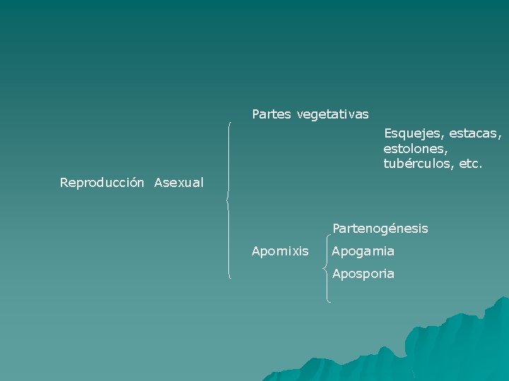 Partes vegetativas Esquejes, estacas, estolones, tubérculos, etc. Reproducción Asexual Partenogénesis Apomixis Apogamia Aposporia 