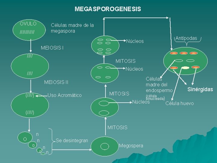 MEGASPOROGENESIS OVULO Células madre de la megaspora ////// Antípodas Núcleos MEIOSIS I //// MITOSIS