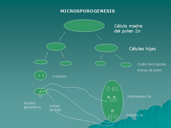 MICROSPOROGENESIS Célula madre del polen 2 n Células hijas Cuatro microsporas Granos de polen