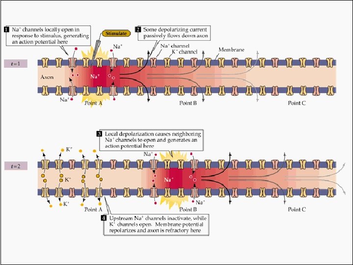 Depolarization Depolarization
