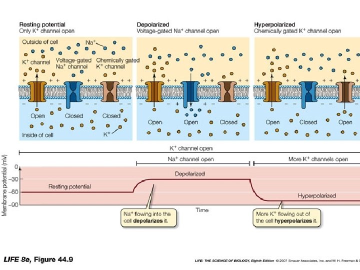 Hyperpolarization Hyperpolarization
