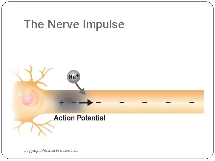 The Nerve Impulse Copyright Pearson Prentice Hall The Nerve Impulse Copyright Pearson Prentice Hall
