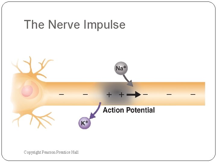 The Nerve Impulse Copyright Pearson Prentice Hall The Nerve Impulse Copyright Pearson Prentice Hall