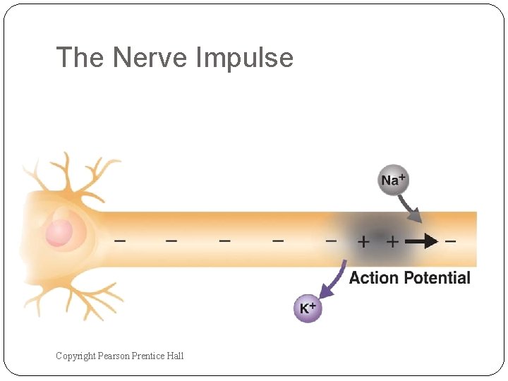 The Nerve Impulse Copyright Pearson Prentice Hall The Nerve Impulse Copyright Pearson Prentice Hall