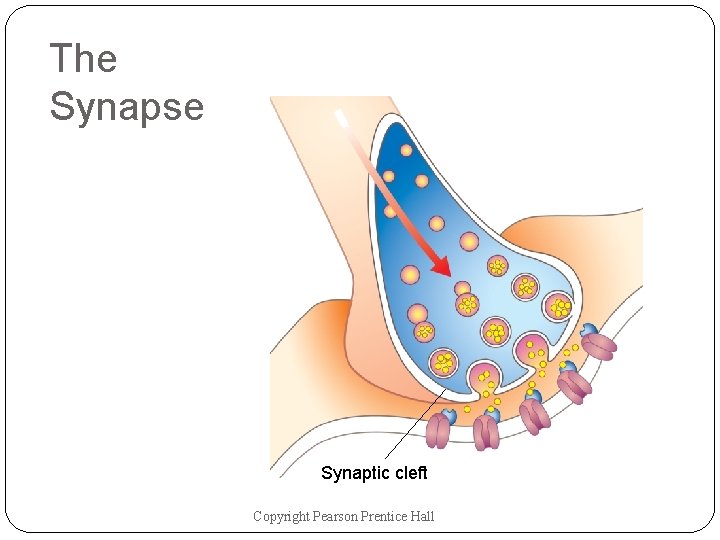 The Synapse Synaptic cleft Copyright Pearson Prentice Hall The Synapse Synaptic cleft Copyright Pearson Prentice Hall