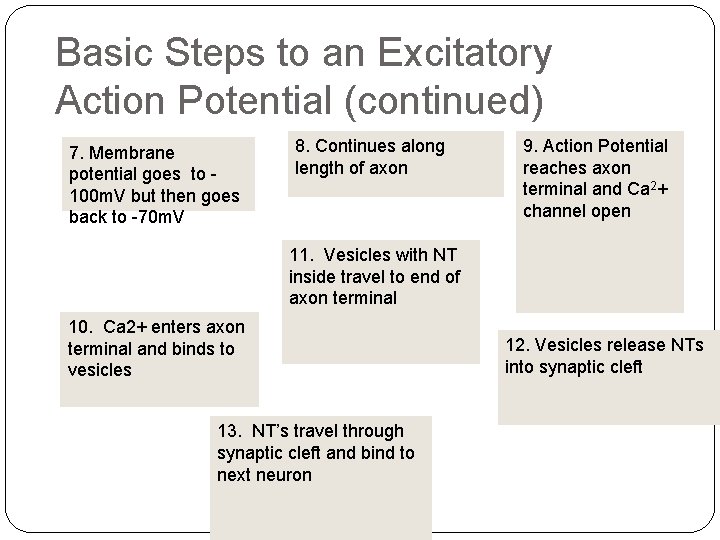 Basic Steps to an Excitatory Action Potential (continued) 7. Membrane potential goes to 100 Basic Steps to an Excitatory Action Potential (continued) 7. Membrane potential goes to 100