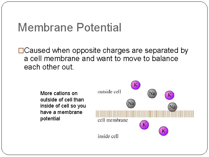 Membrane Potential �Caused when opposite charges are separated by a cell membrane and want Membrane Potential �Caused when opposite charges are separated by a cell membrane and want