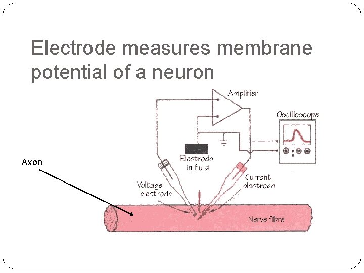 Electrode measures membrane potential of a neuron Axon Electrode measures membrane potential of a neuron Axon
