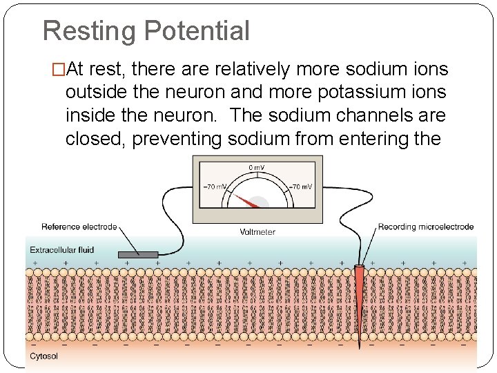 Resting Potential �At rest, there are relatively more sodium ions outside the neuron and Resting Potential �At rest, there are relatively more sodium ions outside the neuron and