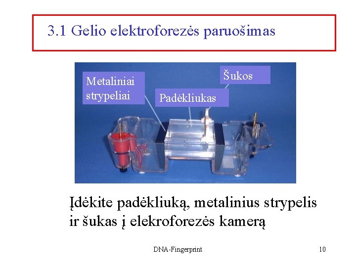 3. 1 Gelio elektroforezės paruošimas Metaliniai strypeliai Šukos Padėkliukas Įdėkite padėkliuką, metalinius strypelis ir