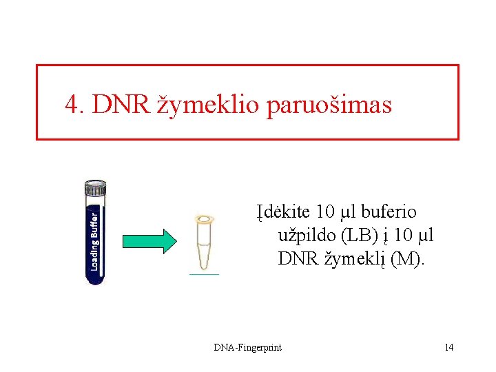 4. DNR žymeklio paruošimas Įdėkite 10 µl buferio užpildo (LB) į 10 µl DNR
