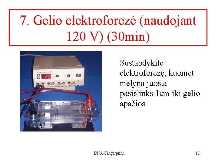 7. Gelio elektroforezė (naudojant 120 V) (30 min) Sustabdykite elektroforezę, kuomet mėlyna juosta pasislinks