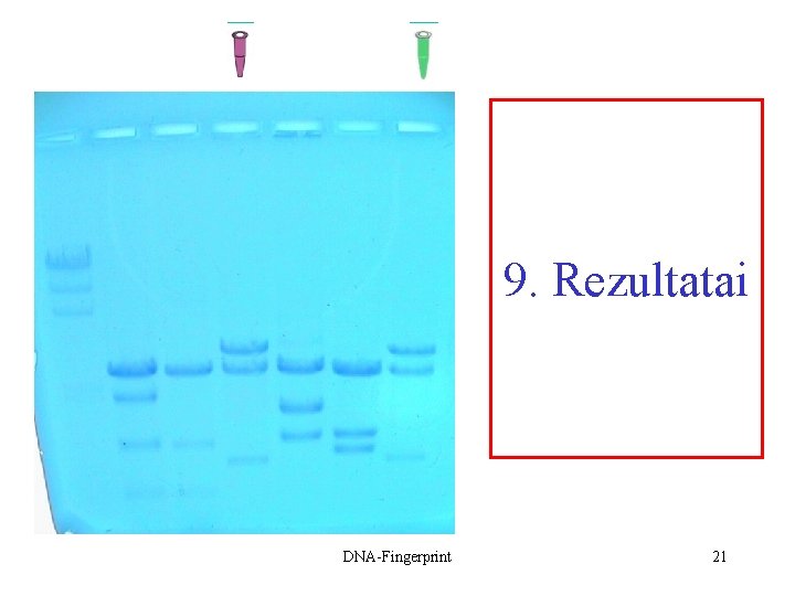 9. Rezultatai DNA-Fingerprint 21 