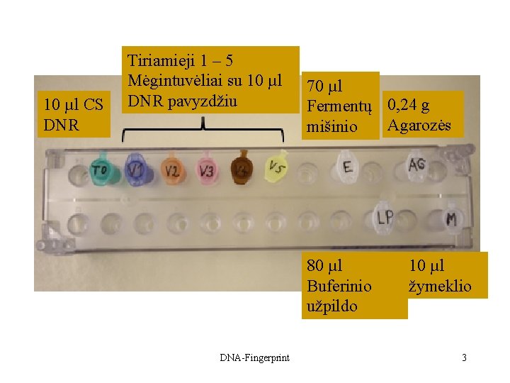 10 µl CS DNR Tiriamieji 1 – 5 Mėgintuvėliai su 10 µl DNR pavyzdžiu