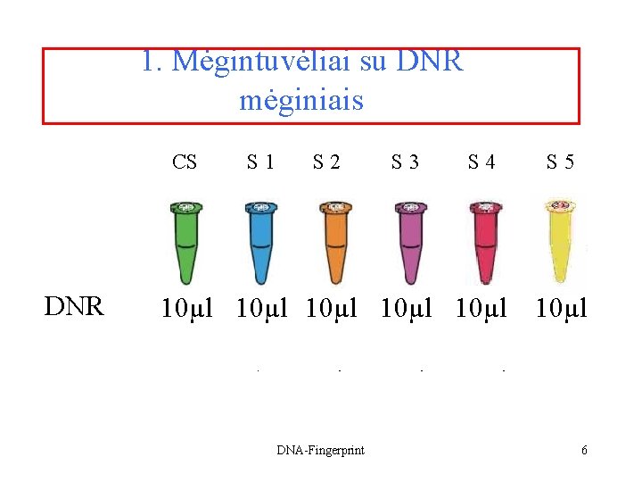 1. Mėgintuvėliai su DNR mėginiais CS DNR S 1 S 2 S 3 S